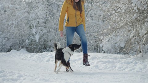 Full shot – Obeying Border Collie dog playing with his female owner and meander walking in between her legs in a wintery landscape on a beautiful sunny winter day.