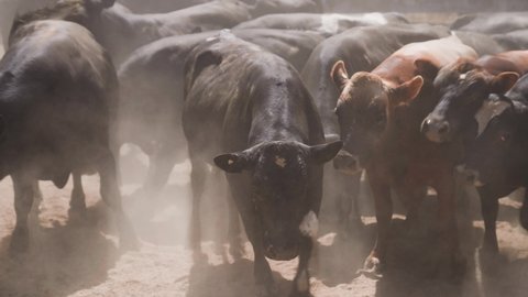 Beef cows anxiously staring at camera in dusty yard, creating stampede, herd of cows