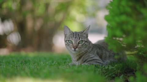 Portrait - A small stripy cat resting in a cold shadow, on a sunny summer day, in a grassy yard surrounded by trees.