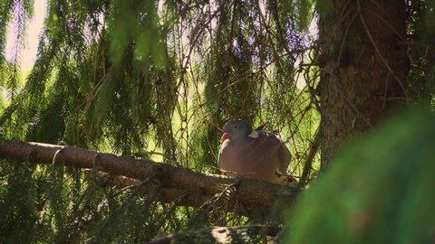 Large grey wood pigeon looking for place to nest on coniferous tree. Concept of wildlife freedom