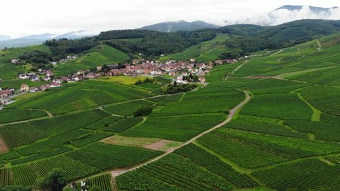 Green vineyards at undulating land and small Rodern town, bottom of forested Vosges mountains, typical Alsace, aerial shot at day. Famous wine-producing region at Grand Est in north-eastern France