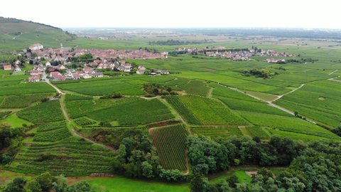 Green landscape of Saint-Hippolyte commune, aerial shot at cloudy summer day. Old town seen at distance, lush vineyards fields covering all land around the settlement. Typical views of Alsace