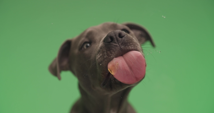 American Staffordshire Terrier dog is sitting against green background and licking the screen Royalty-Free Stock Footage #1090531435