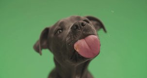 American Staffordshire Terrier dog is sitting against green background and licking the screen