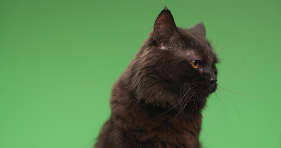 project vide of adorable black metis kitty sticking out tongue and licking nose while looking away and sitting on green background Royalty-Free Stock Footage #1090531453