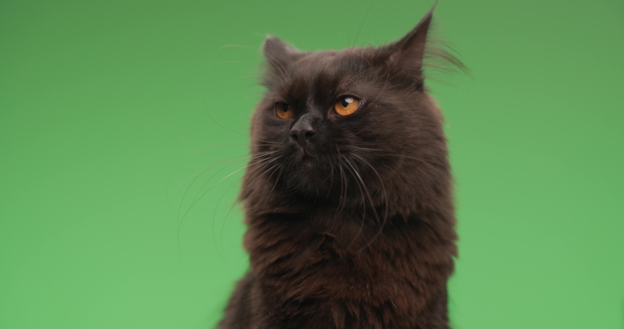 project vide of adorable black metis kitty sticking out tongue and licking nose while looking away and sitting on green background Royalty-Free Stock Footage #1090531453