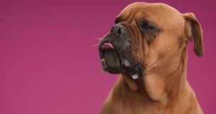 adorable mastiff dog licking nose and being hungry while sitting in front of pink background in studio