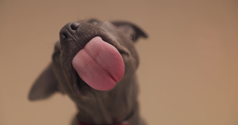 Cute American Staffordshire Terrier dog is licking a glass against orange studio background | Shutterstock HD Video #1090531465