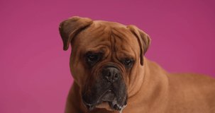 adorable bullmastiff dog looking up, sticking out tongue and panting while standing and looking to side on pink background in studio