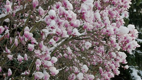 climate change snowfall in spring, close up of a purple blooming liliiflora magnolia tree in a garden covered with fresh white snow, camera panning upwards branches with many purple flowers with snow