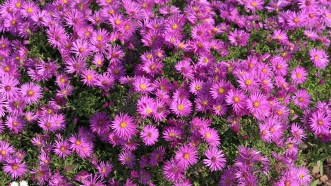 Aster novi belgii 'Dandy' a magenta pink herbaceous summer autumn perennial flower plant commonly known as Michaelmas daisy, stock video footage clip