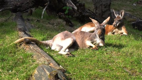 Kangaroos graze in an open field in Australia.