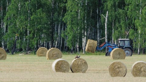 Tractor carries bales of straw across field near birch forest. Agricultural machine collects dry grass at farmland. Preparing animal feed, halm, fodder for winter on farm. Harvesting work