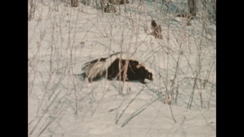1980s: Chipmunks sit in tall grass. Skunk walks through snowy forest. Badger sits in snow.