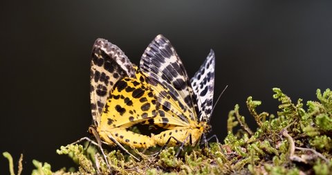The moth,Arichanna melanaria matching in a forest.