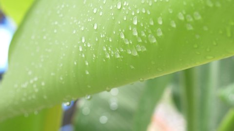 Close-up of raindrops on banana leaf background in rainy season. Macro, plant, nature, organic.Abstract green leaf video 4k 