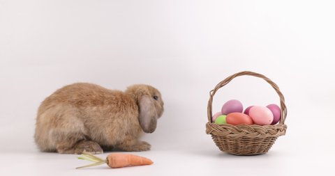 Lovely bunny easter fluffy brown rabbit eating carrot with a basket full of colorful easter eggs on white nature background on warmimg day. Symbol of easter day festival.