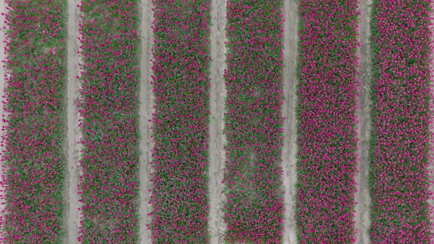 Field of Pink Tulips in full bloom, The Netherlands.