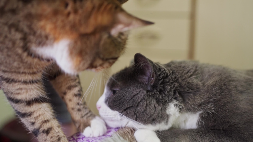 two cats sniff each other closely. gray and motley cats sniff each other at home