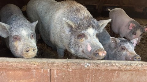 cute gray piglets in barn on farm. Dirty pigs in the pen. Pig. Rural area. Animal husbandry. Pork meat. Meat delicacies. Farm products, healthy natural food. Veterinary medicine. ranch. animal theme