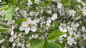 the apple tree blooms with white flowers. Beautiful video background made of wood with white flowers with space for text. Spring video from copyspace. Summer fresh video of a blooming garden