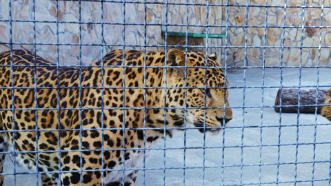 Two leopards are licking their lips, walking in area fenced with metal mesh. Panthera pardus. Adult feline animals with spotted pattern coat going in zoo, looking around. Big wild cats