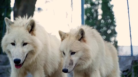 the white wolf and the wolf cuddle and stand next to each other