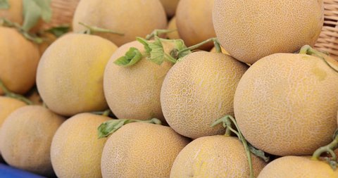 Cantaloupe or honeydew fruits sale in market closeup