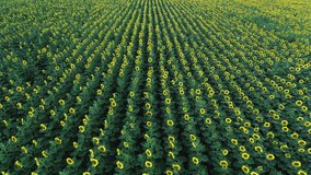Agriculture 4k aerial view drone video of sunflower field.