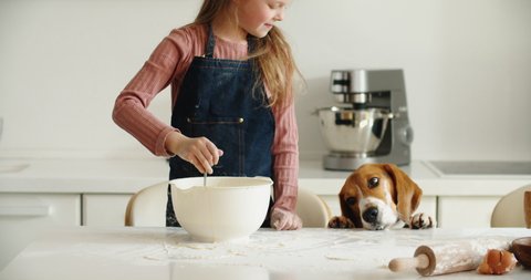 A girl child of 6-7 years old bakes a pie in the kitchen, a beagle dog licks the table. High quality 4k footage