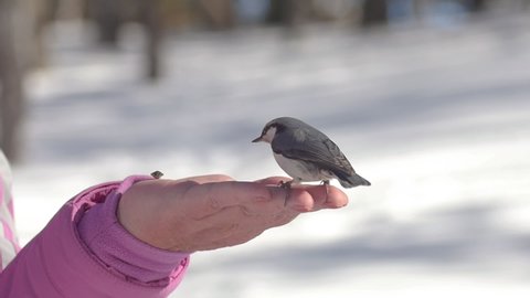 Bird Nuthatch pecks seeds from human hands in winter forest. Bird protection concept in winter.