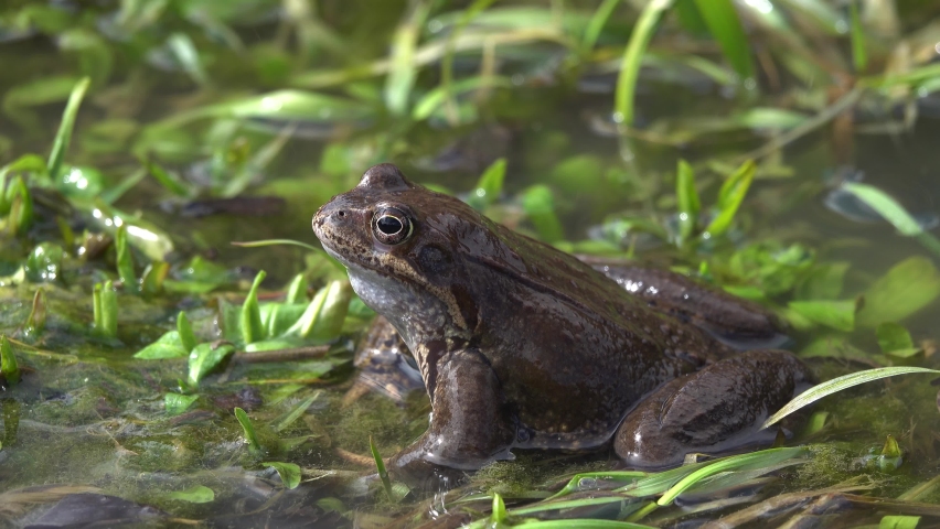 frog (Rana temporaria) close-up in the grass in the river. natural sound Royalty-Free Stock Footage #1090546203