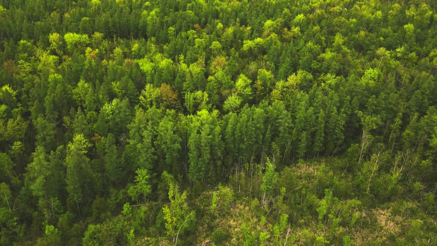 The drone quickly moves along the treetops of a vibrant green forest in springtime. The wind pushes the trees below in rural wisconsin.