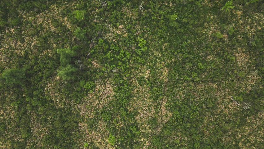 In rural wisconsin the drone flies over a natural wilderness forest. The wind moves nature as vibrant greens are exposed in springtiime.