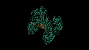 Complex of diphtheria toxin (green) and heparin-binding epidermal growth factor (brown). Animated 3D cartoon and Gaussian surface model, PDB 1xdt, black background