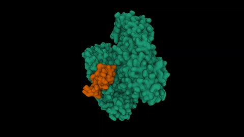 Complex of diphtheria toxin (green) and heparin-binding epidermal growth factor (brown). Animated 3D cartoon and Gaussian surface model, PDB 1xdt, black background