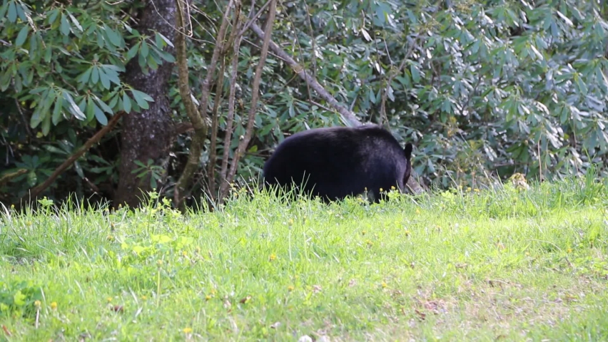 Wild black Bear - Great Smoky Mountains National Park, Tennessee