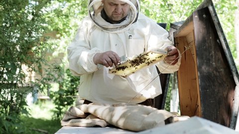 A beekeeper in a loose suit cuts off the queen cell. Beekeeping. The work of a beekeeper.