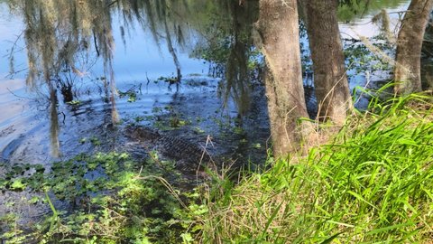 Large Alligator Crossing Florida Park Trail