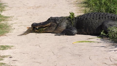 Large Alligator feeds on a Gar Fish on a Park Trail