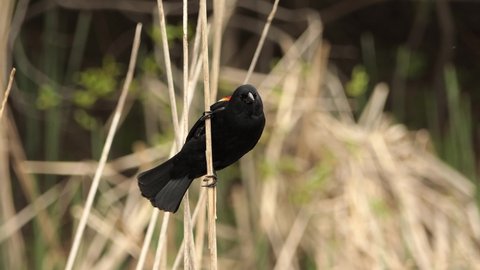 A Red Winged Blackbird rests on a stick, then flies away. Closeup.