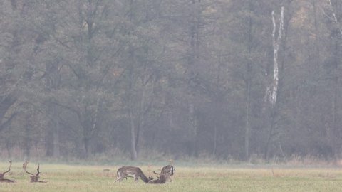 Fallow deer rut show fight