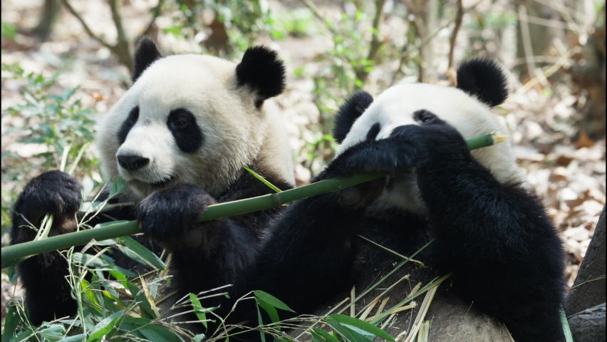 Two giant panda bear eating bamboo together | Shutterstock HD Video #1090555021