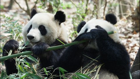 two giant panda bear eating bamboo together