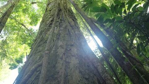 a tilt up clip of several large lianas growing down from a tree in the rainforest at corcovado national park of costa rica