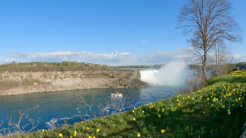 Tour boat sailing towards Niagara Horseshoe Falls with daffodil flowers blooming along the river bank