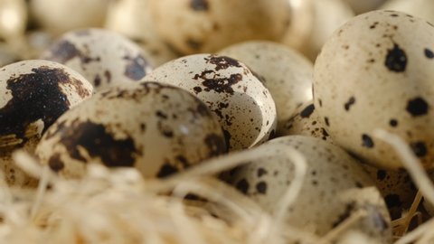 Close-up of quail eggs a rotating . Bright colorful quail eggs. Macro. Selective focus. quail eggs in a hay nest. organic farm eggs.
