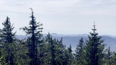 Aerial view of the fir treetops from the Belmont observatory in the mountains of Alsace