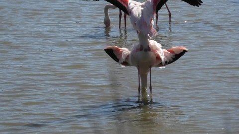 Couple of pink greater flamingos mating in a lake in Camargue wildlife of France. Pink flamingo is found in Africa, India, the Middle East, and Southern Europe. Species: Phoenicopterus roseus.