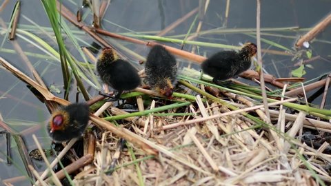 Eurasian coot birdlings in their nest